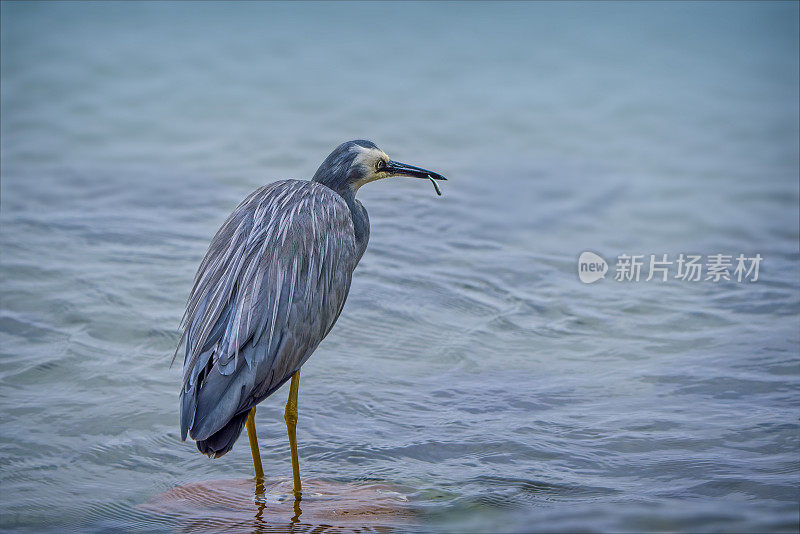 蓝鹭(Ardea herodias)